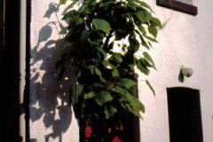 Album-Pa-36