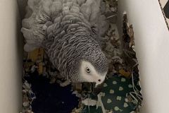 Loretta-12